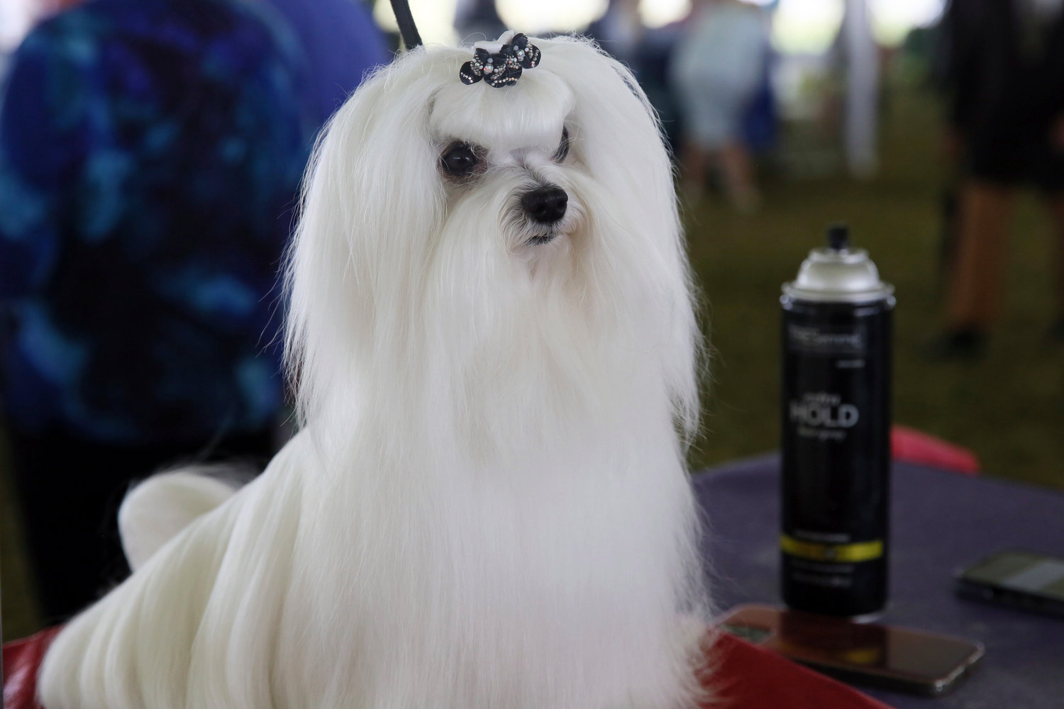 Bentley, a Maltese, waits to compete at the Westminster Kennel Club Dog Show, Tuesday, June 21, 2022, in Tarrytown, N.Y.
