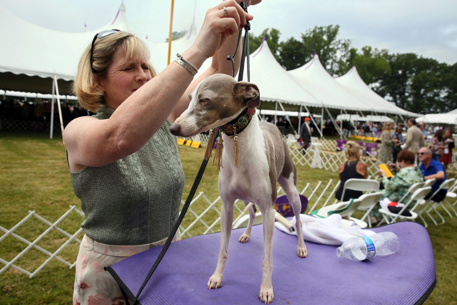 Virginia King Kirby of Pottstown, Pa., grooms an Italian greyhound named Grace Kelly for competition at the Westminster Kennel Club Dog Show, Tuesday, June 21, 2022, in Tarrytown, N.Y.