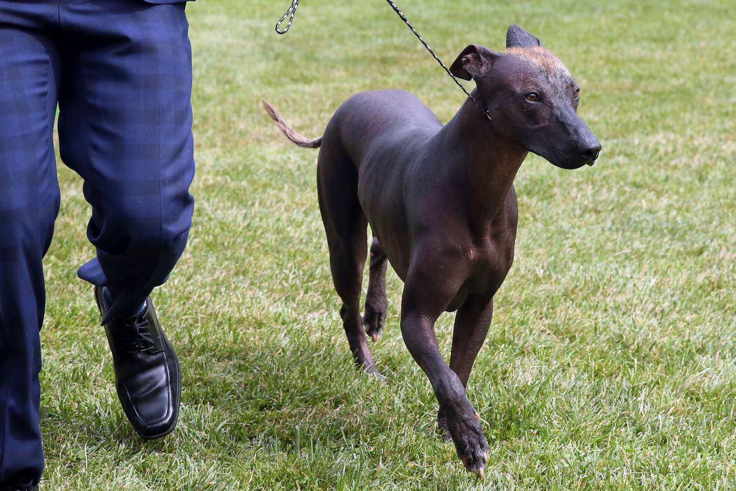 A Xoloitzcuintli competes at the Westminster Kennel Club Dog Show, Tuesday, June 21, 2022, in Tarrytown, N.Y. The Xolo, as it's known for short, is an often hairless breed that originally comes from Mexico.
