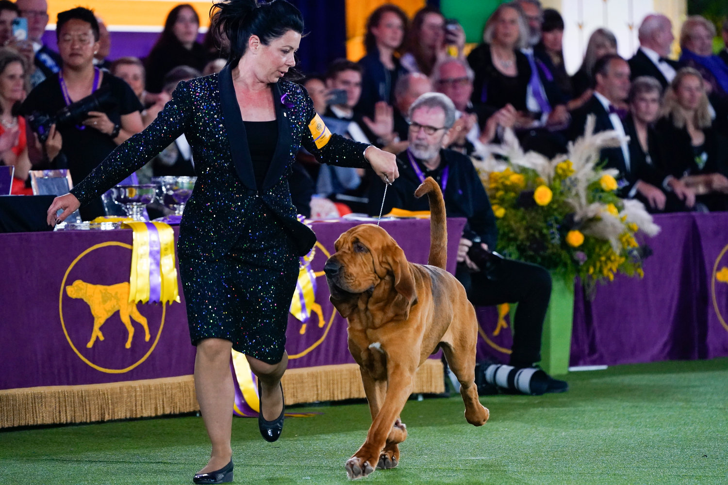 Trumpet, a bloodhound, competes for Best in Show at the 146th Westminster Kennel Club Dog Show Wednesday in Tarrytown, N.Y. Trumpet won the title.    (AP Photo)