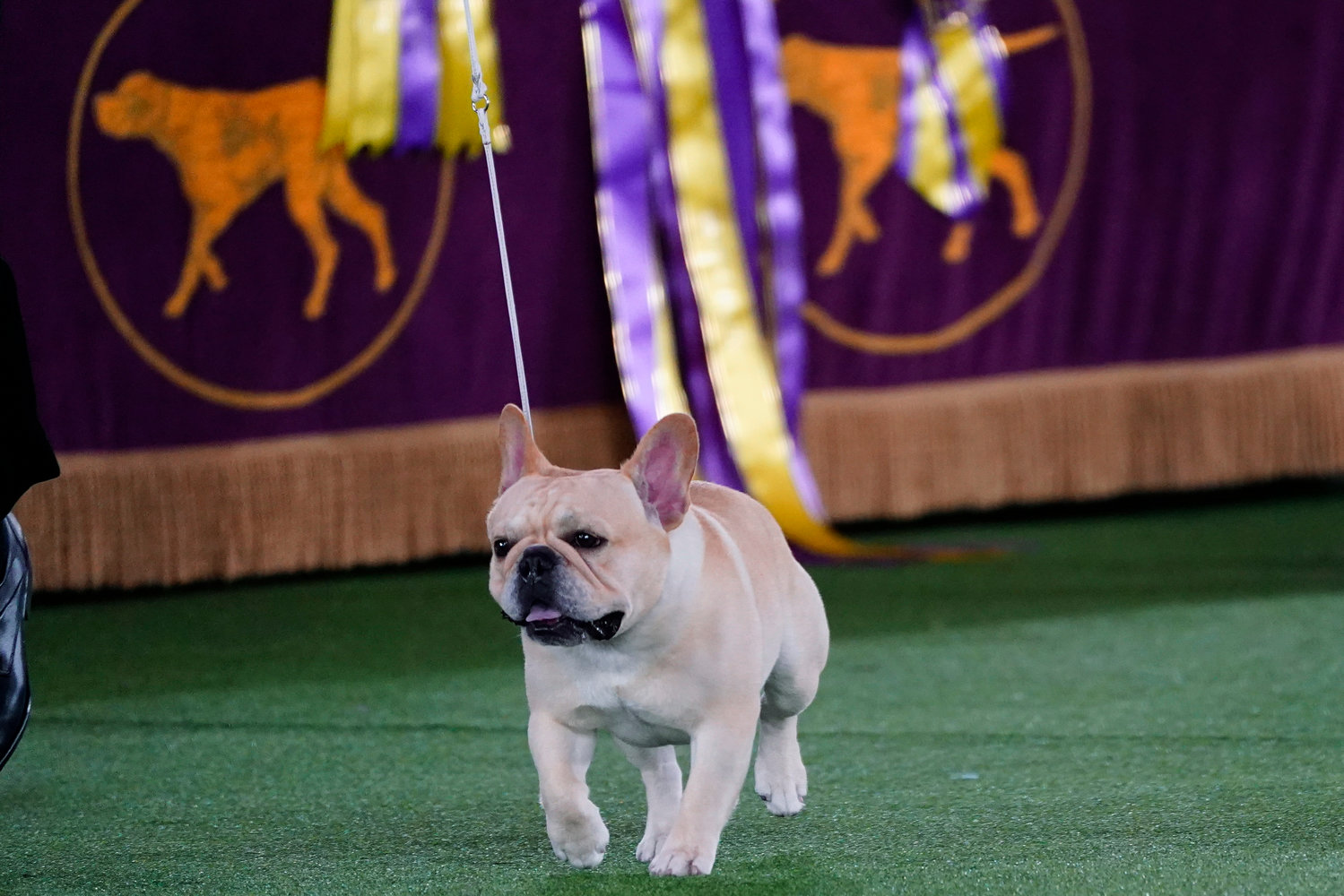 Winston, a French bulldog, competes for best in show at the 146th Westminster Kennel Club Dog Show, Wednesday, June 22, 2022, in Tarrytown, N.Y. (AP Photo/Frank Franklin II)