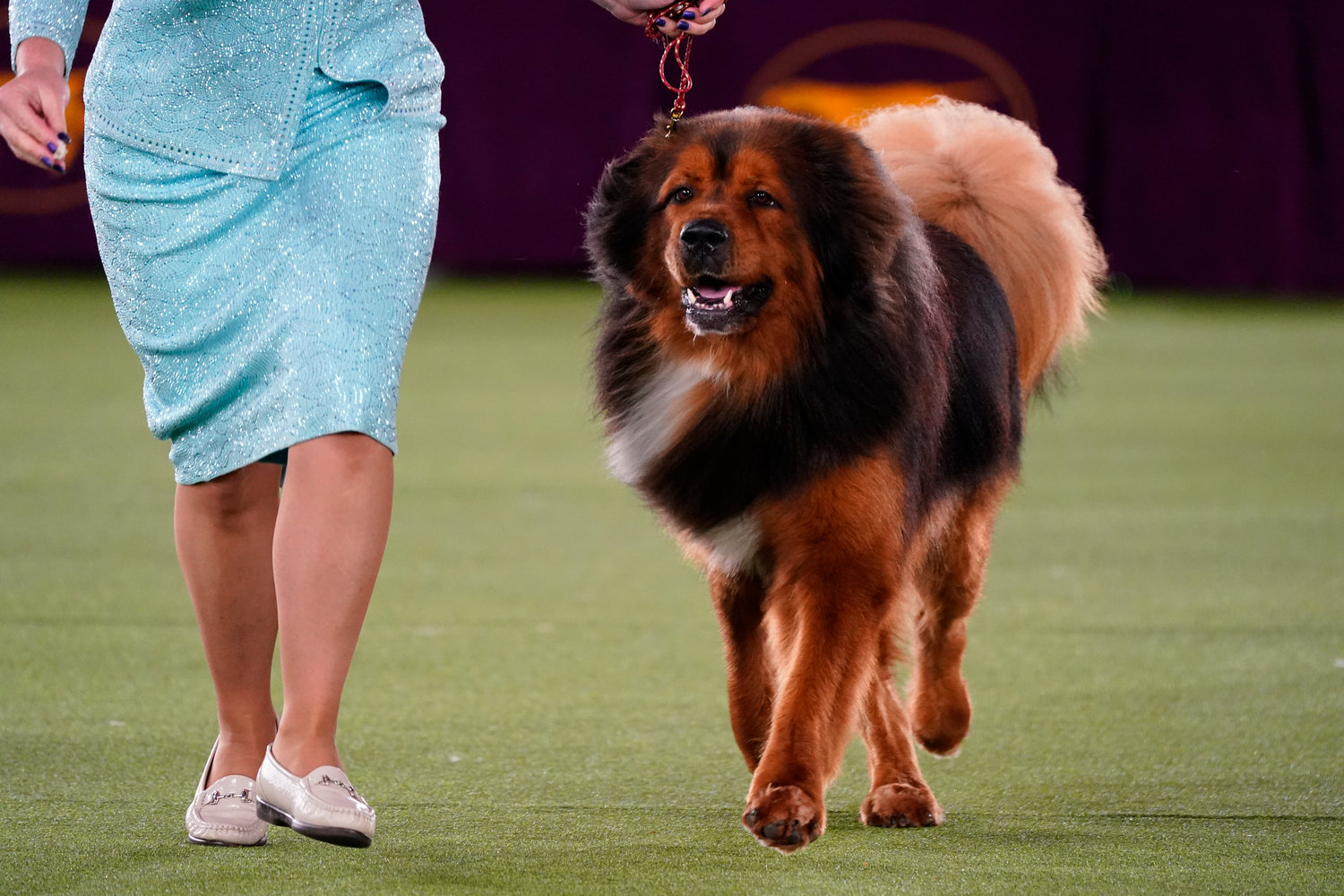 A Tibetan mastiff competes in the working group at the 146th Westminster Kennel Club Dog Show Wednesday, June 22, 2022, in Tarrytown, N.Y. Striker, a Samoyed, won the group.(AP Photo/Frank Franklin II)