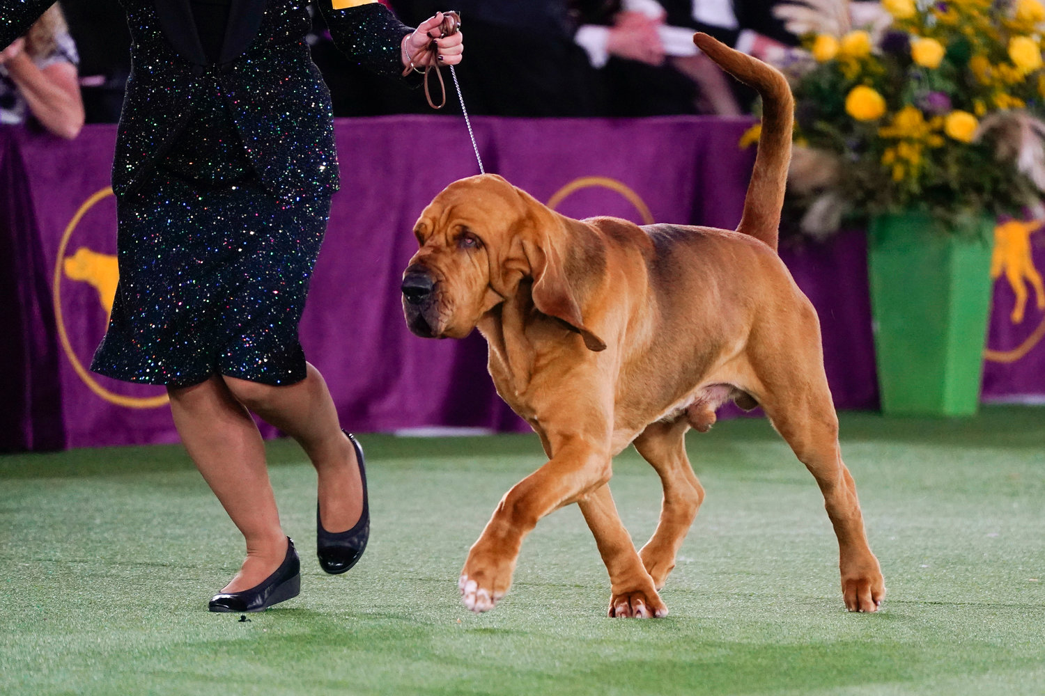 Trumpet, a bloodhound, competes for Best in Show at the 146th Westminster Kennel Club Dog Show, Wednesday, June 22, 2022, in Tarrytown, N.Y. Trumpet won the title. (AP Photo/Frank Franklin II)