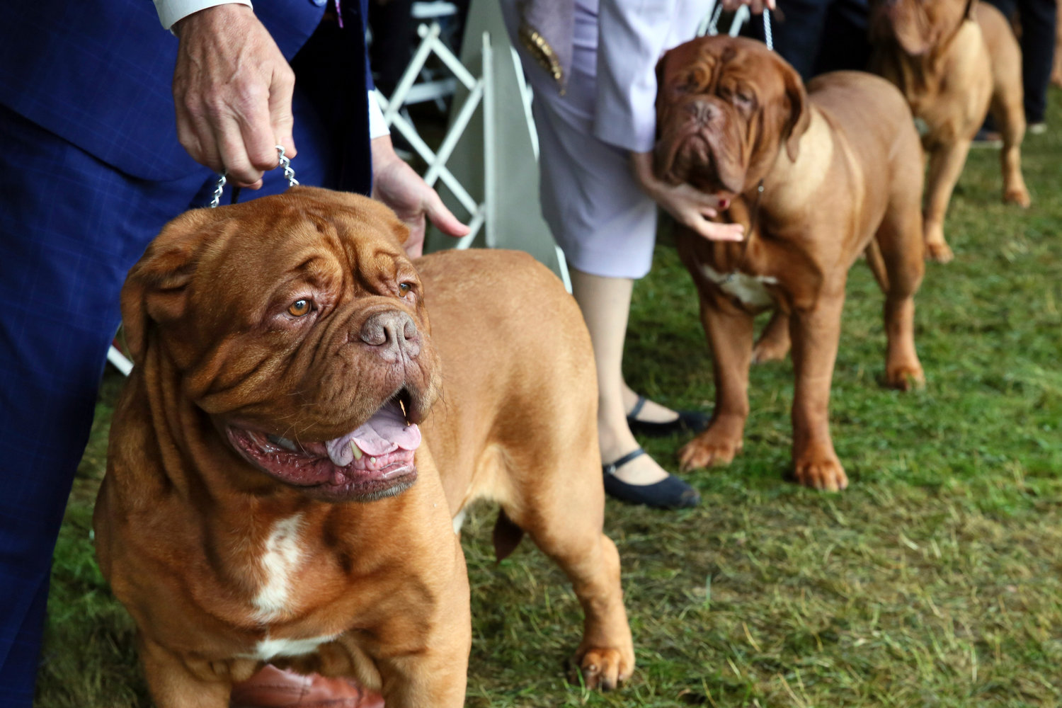 Dogues de Bordeaux compete at the Westminster Kennel Club Dog Show, Wednesday, June 22, 2022, in Tarrytown, N.Y. (AP Photo/Jennifer Peltz)