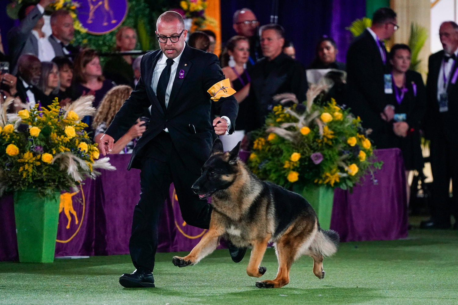 River, a German shepherd, competes for best in show at the 146th Westminster Kennel Club Dog Show, Wednesday, June 22, 2022, in Tarrytown, N.Y. (AP Photo/Frank Franklin II)