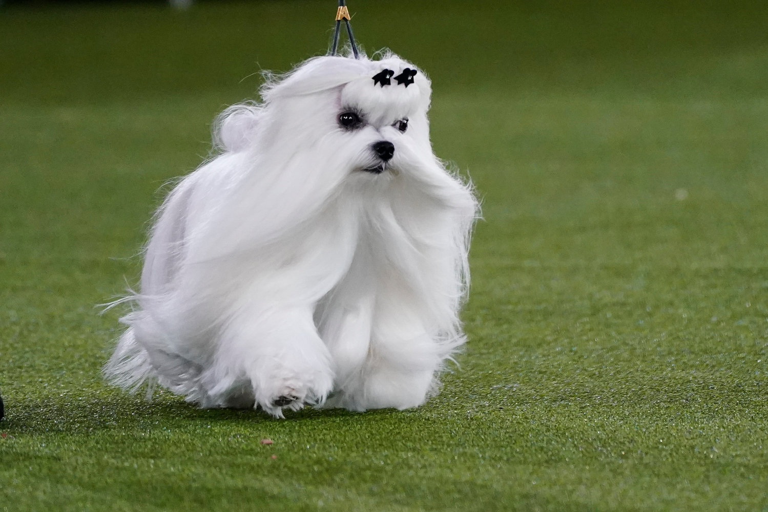 Hollywood, a Maltese ,competes for best in show at the 146th Westminster Kennel Club Dog Show, Wednesday, June 22, 2022, in Tarrytown, N.Y. (AP Photo/Frank Franklin II)