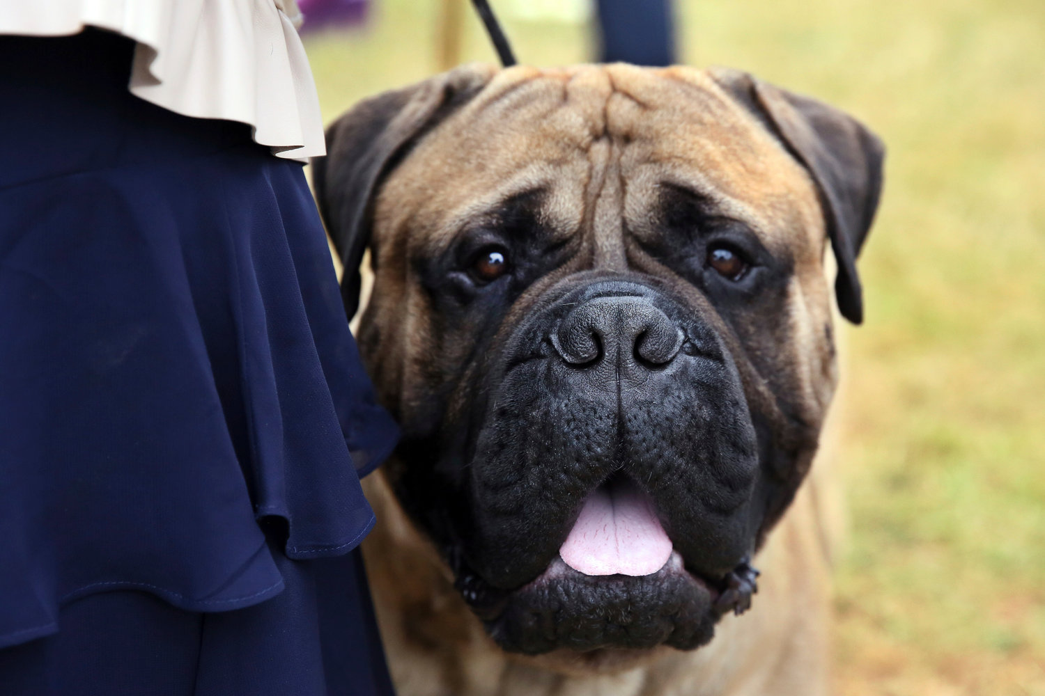 Otis, a bullmastiff, relaxes after competing at the Westminster Kennel Club Dog Show, Wednesday, June 22, in Tarrytown, N.Y. (AP Photo/Jennifer Peltz)