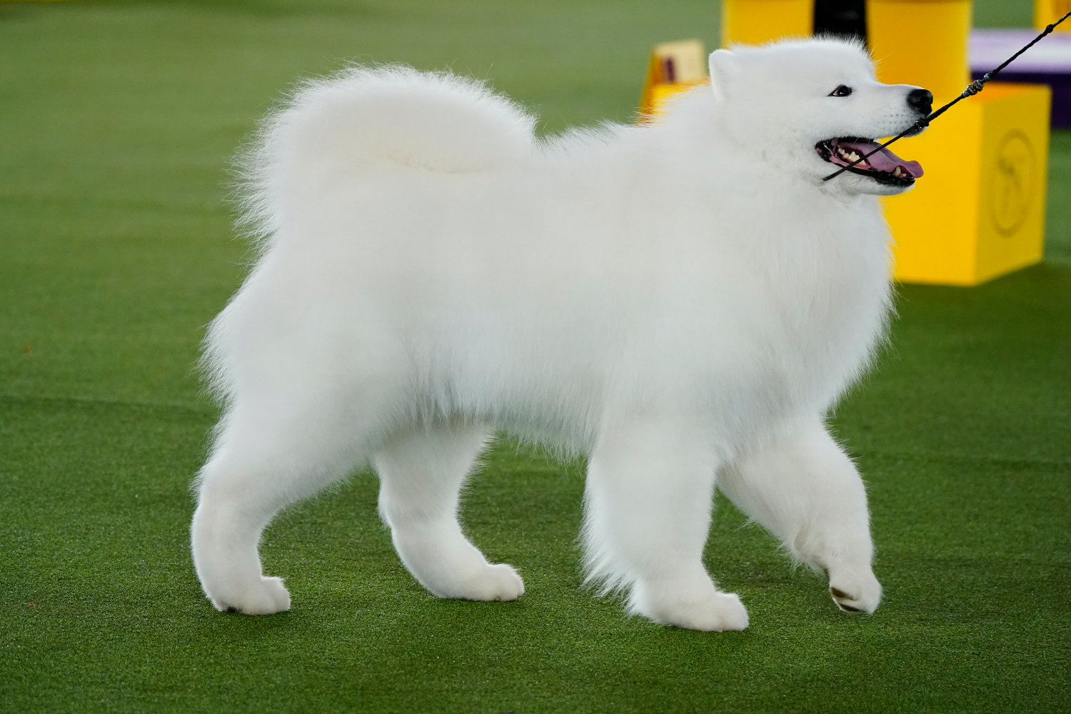 Striker, a Samoyed, competes in the working group at the 146th Westminster Kennel Club Dog Show, Wednesday, June 22, 2022, in Tarrytown, N.Y. Striker won the group. (AP Photo/Frank Franklin II)