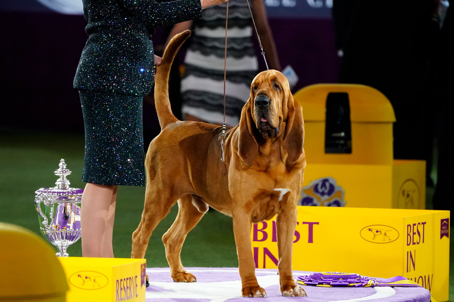 Trumpet, a bloodhound poses for photographs after winning Best in Show at the 146th Westminster Kennel Club Dog Show Wednesday, June 22, 2022, in Tarrytown, N.Y. (AP Photo/Frank Franklin II)