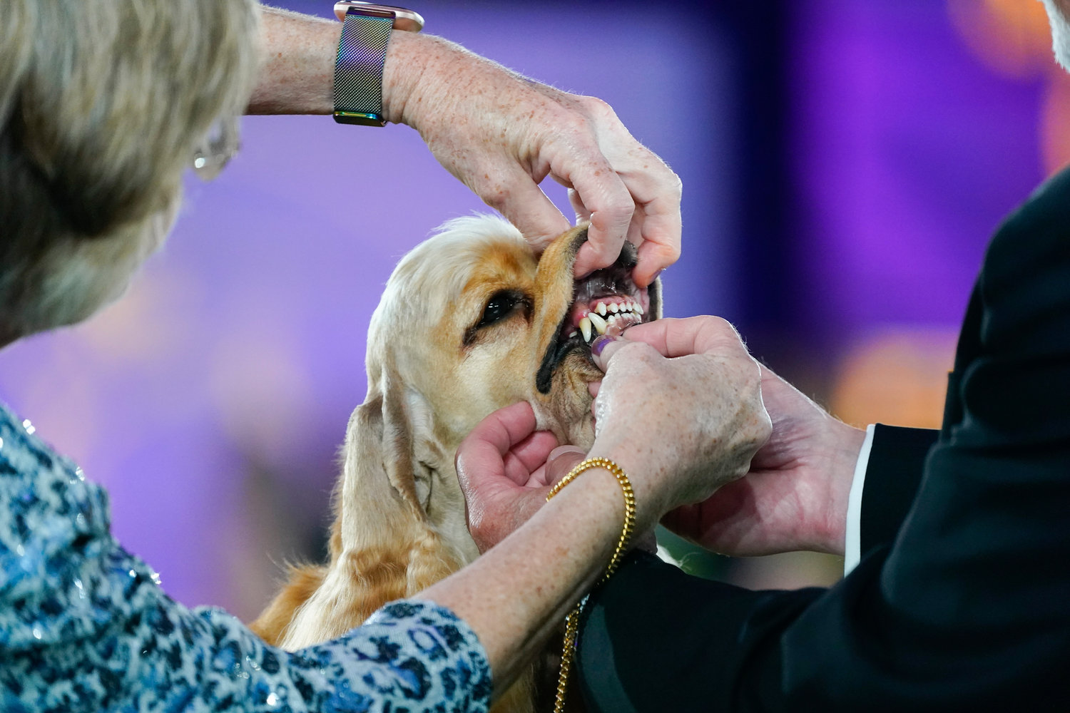 An A.S.C.O.B cocker spaniel competes in the sporting group at the 146th Westminster Kennel Club Dog Show Wednesday, June 22, 2022, in Tarrytown, N.Y. Belle, an English Setter, won the group. (AP Photo/Frank Franklin II)