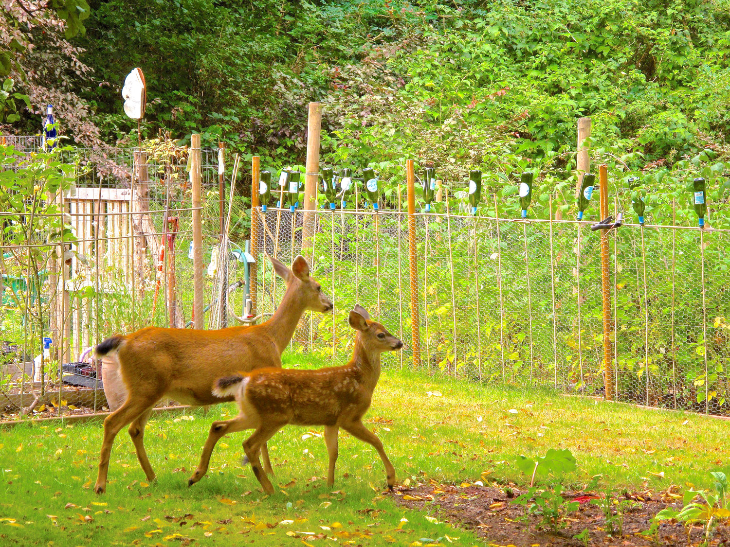 This blacktail doe and fawn are steered away from these backyard gardens by some appealing-to-the-eye fencing in Langley, Wash. When planning a garden, consider if you have an animal problem, such as deer or rabbits.