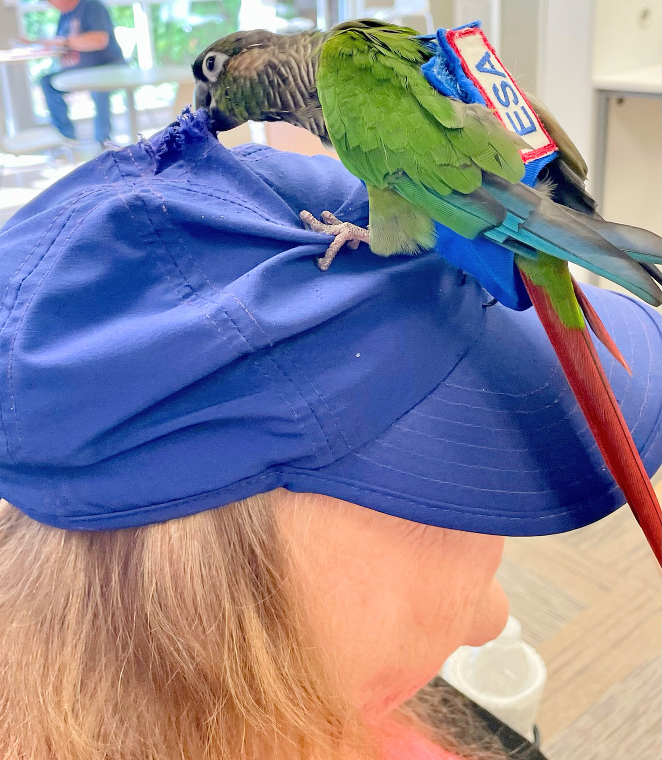 The green-cheeked conure parakeet named Sky, a registered Emotional Support Animal, tugs on her favorite hat, worn by her mom Marsha Moreland, of Rome, during a visit to Jervis Public Library.