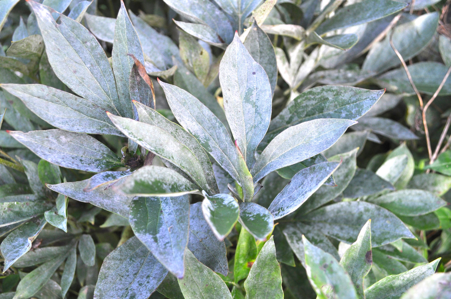 Powdery mildew on a peony plant is shown in New Paltz. The powdery white dusting is a sign of disease.