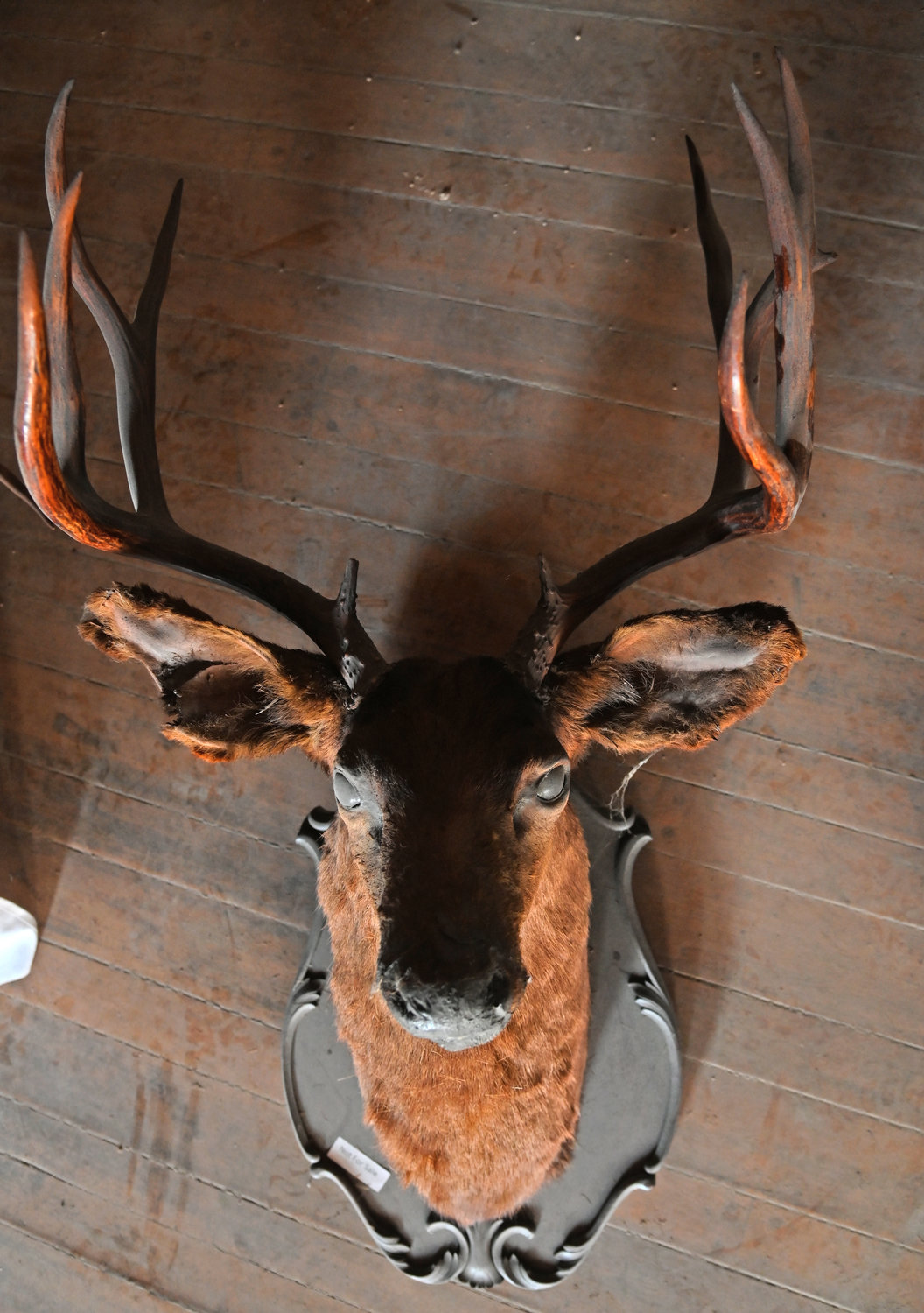 A deer head that will be rehung at the Hulbert House tap room run by Keith Redhead.