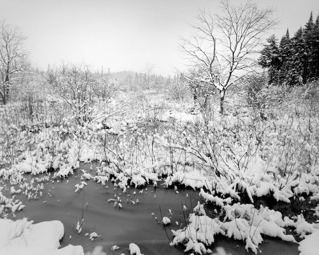Winter Trees by John &amp; Kurt Gardner