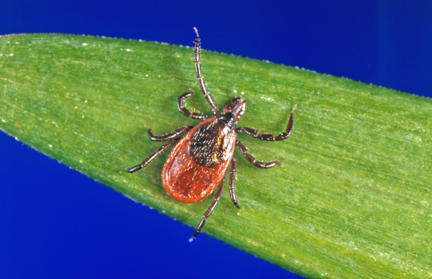 In this undated photo provided by the U.S. Centers for Disease Control and Prevention (CDC), a blacklegged tick - also known as a deer tick - sits on a leaf waiting for a host to wander by.