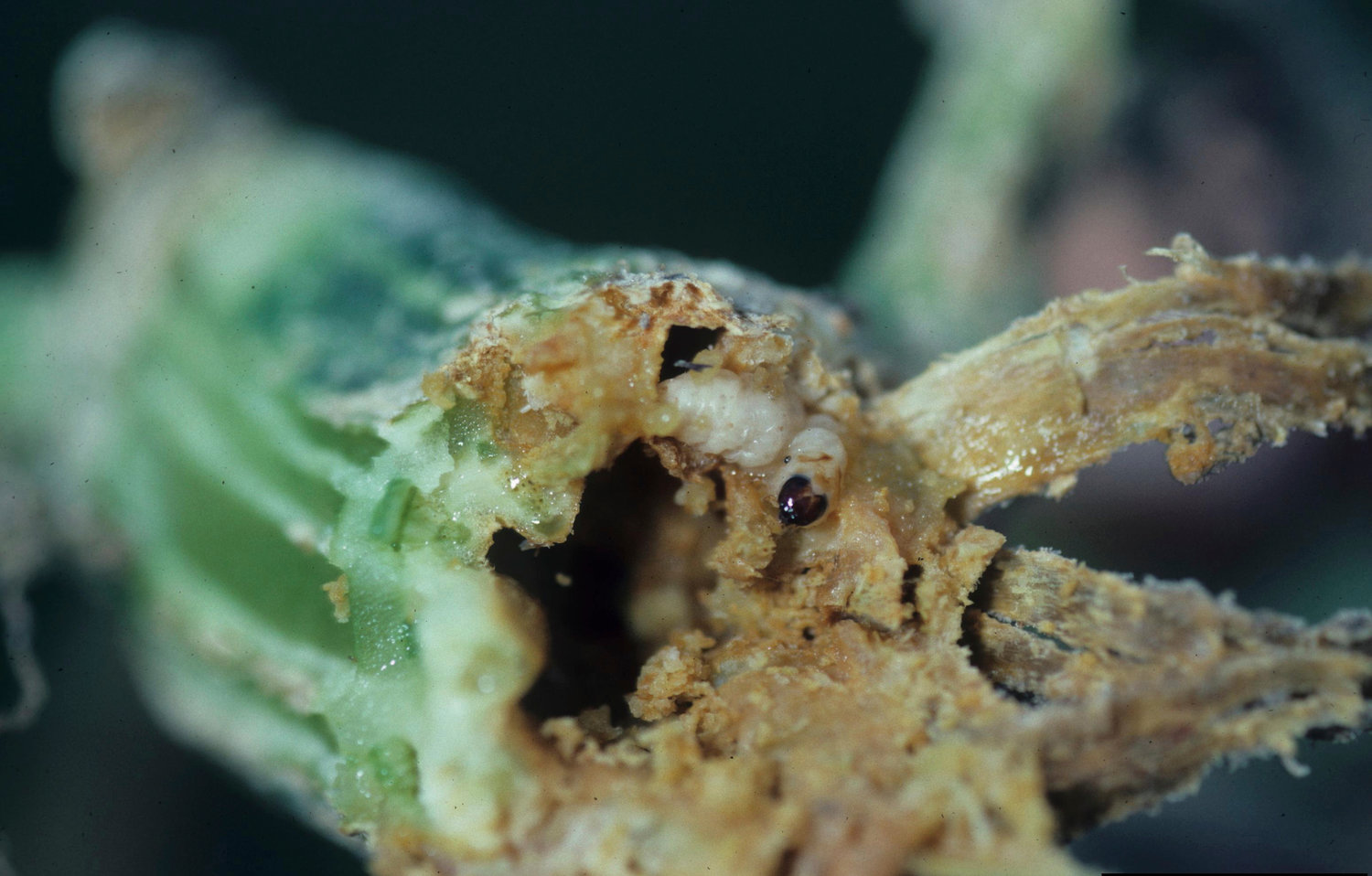 This image provided by Bugwood.org shows a squash vine borer larva and its telltale "frass" excrement inside a hollow squash stem. (Gerald Holmes, Strawberry Center, Cal Poly San Luis Obispo, Bugwood.org via AP)
