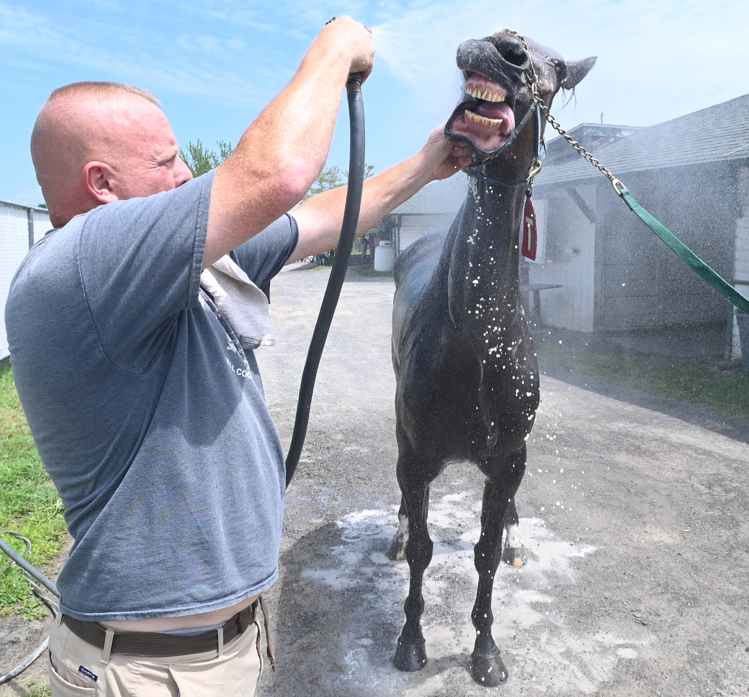Kerin Warner hoses down Fancy Knows, the winner of the second race, on Friday afternoon at Vernon Downs. Warner teaches the horse racing program at Morrisville Equine School. Fancy Knows was driven by Justin Huckabone.
