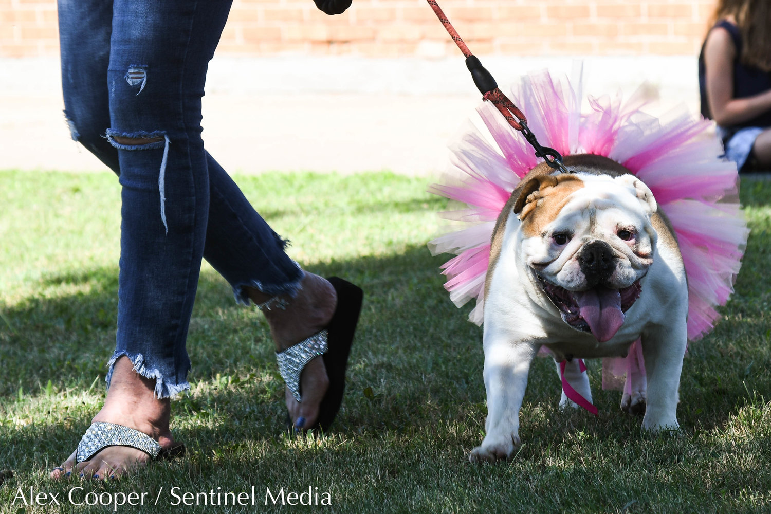 Winnie, an English bulldog, sports a tutu while participating in a dog show hosted by the Herkimer County Humane Society on Saturday at Central Plaza in Ilion. The show was part of a long list of events hosted during Ilion Days 2022 from July 16-24.