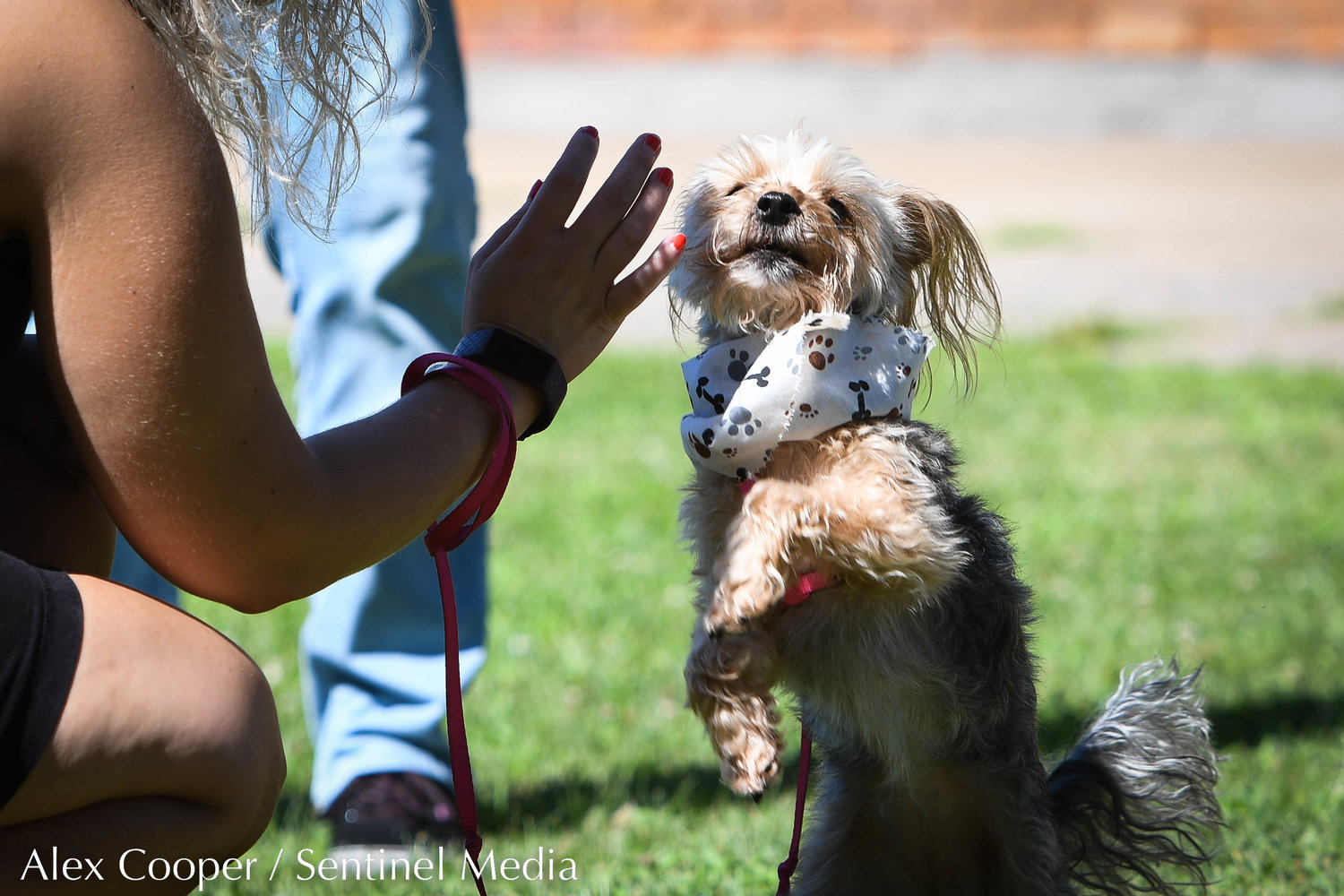 Lulu, a Yorkshire terrier and poodle mix, does a trick with her owner Amber while participating in a dog show hosted by the Herkimer County Humane Society on Saturday at Central Plaza in Ilion. The show was part of a long list of events hosted during Ilion Days 2022 from July 16-24.