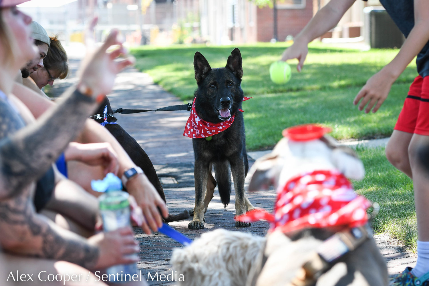 Phoenix, a German Shepherd, stares at a tennis ball during a dog show hosted by the Herkimer County Humane Society on Saturday at Central Plaza in Ilion. The show was part of a long list of events hosted during Ilion Days 2022 from July 16-24.