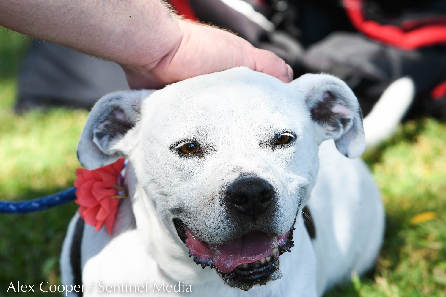 Katie, a pitbull mix, gets a pet on the head during a dog show hosted by the Herkimer County Humane Society on Saturday at Central Plaza in Ilion. The show was part of a long list of events hosted during Ilion Days 2022 from July 16-24.
