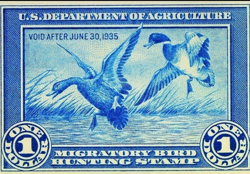 The first Federal Duck Stamp illustrated by Jay “Ding” Darling. Issued August 14, 1934.