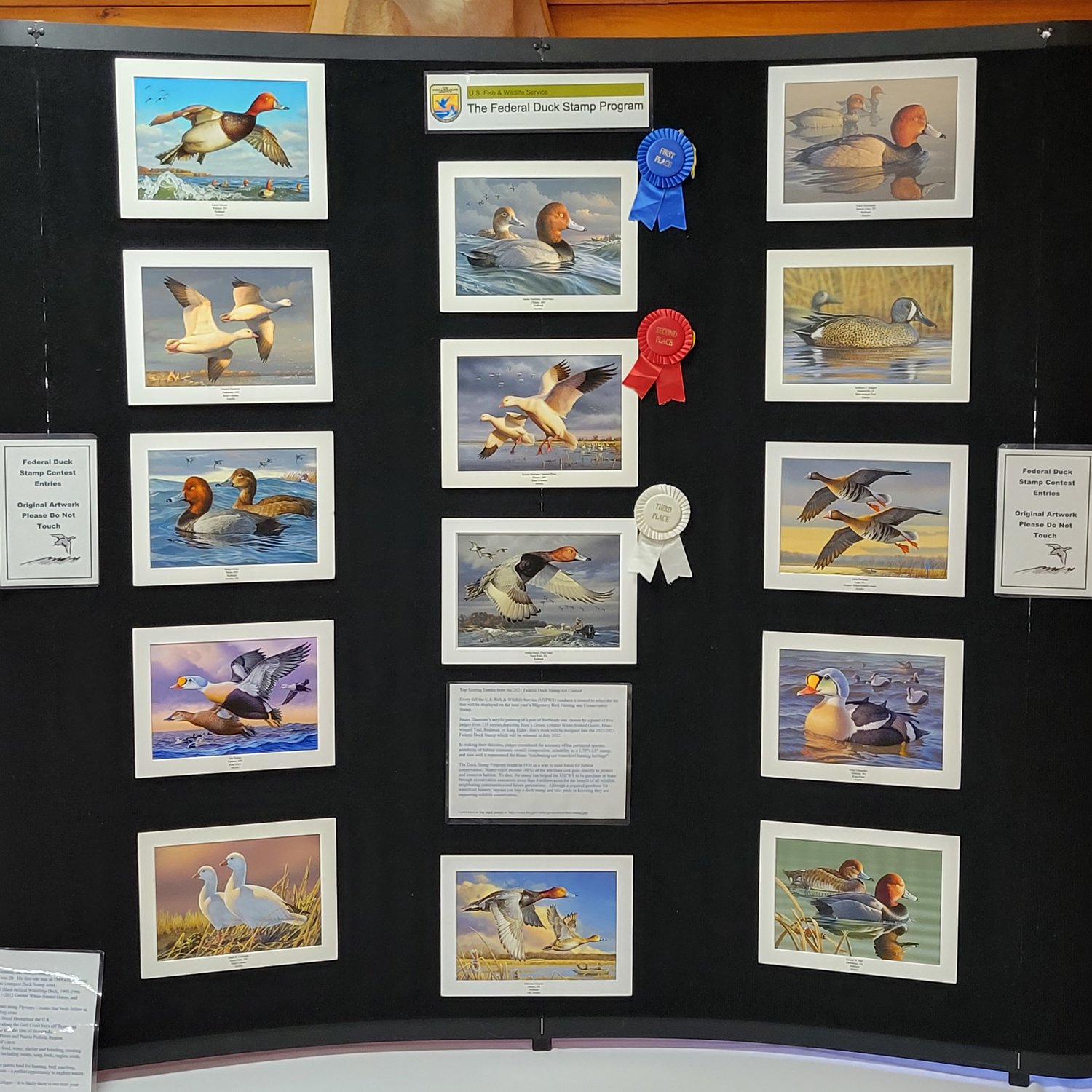 The Federal Duck Stamp, original artwork, display of this year’s contest winners.