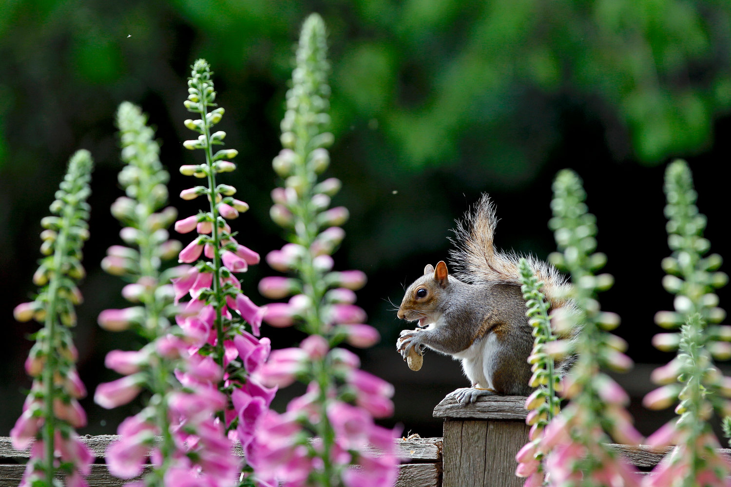 A grey squirrel nibbles a nut in front of foxgloves in St. James Park in London.