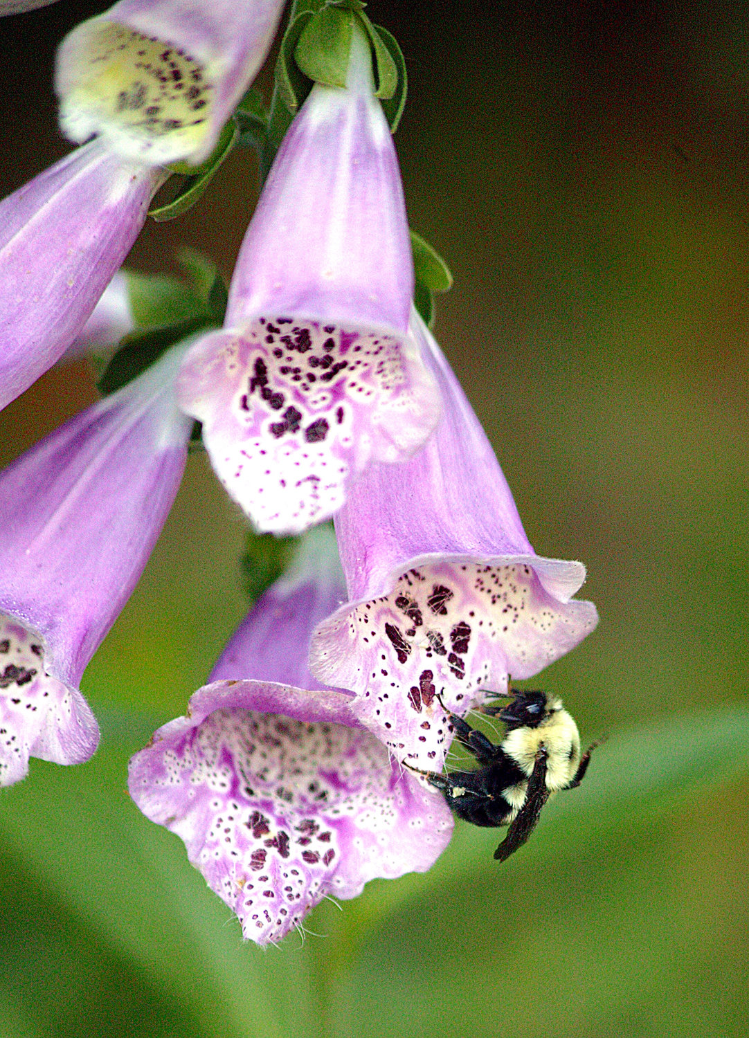 A Bumble Bee seeks nectar in the flower of a Foxglove plant (Digitalis Purpurea) in Tyler, Texas.