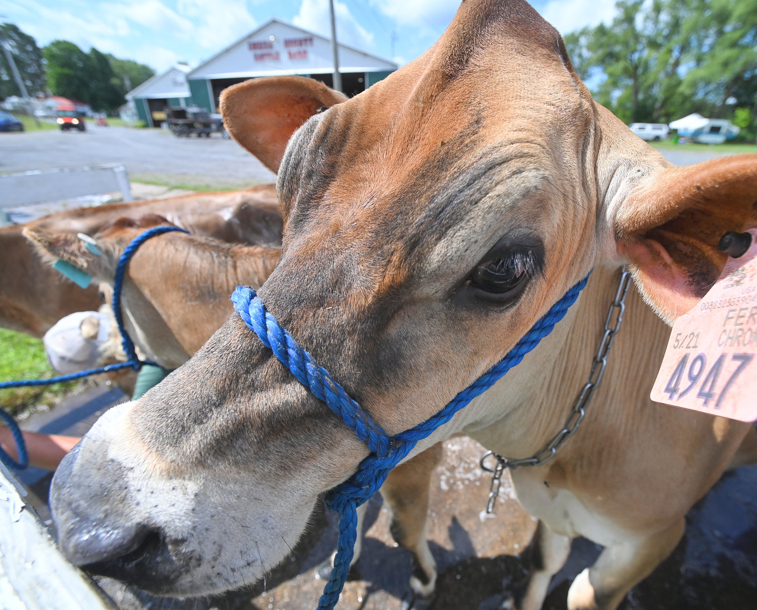 A brown Swiss cow has "her eye on the prize" as she awaits her turn to get washed up for the Boonville-Oneida County Fair this week.