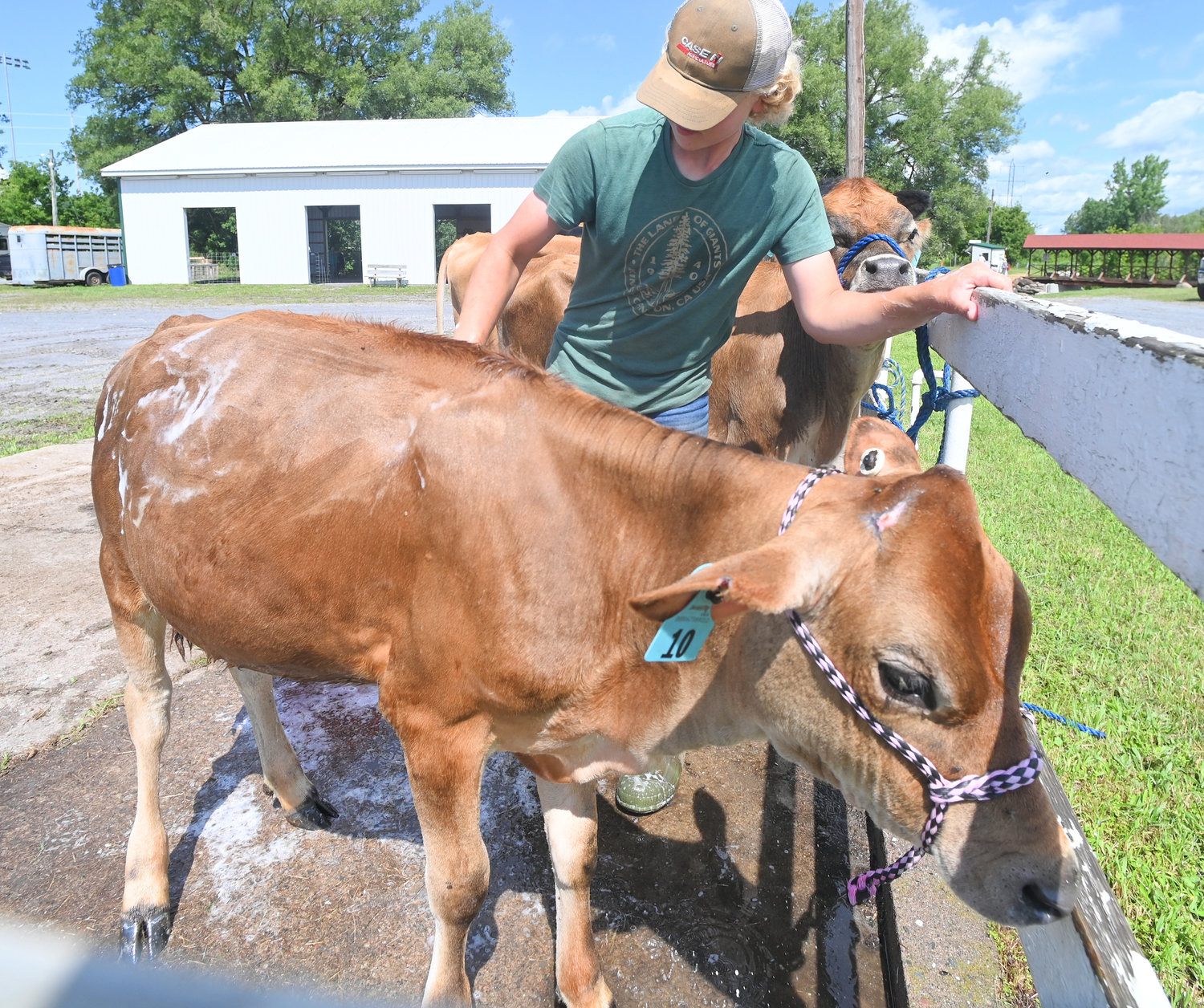 Elliott Meays, 15, cleans up a brown Swiss calf named Molly on Monday at the Boonville-Oneida County Fair. The fair officially started on Tuesday and runs through Sunday.