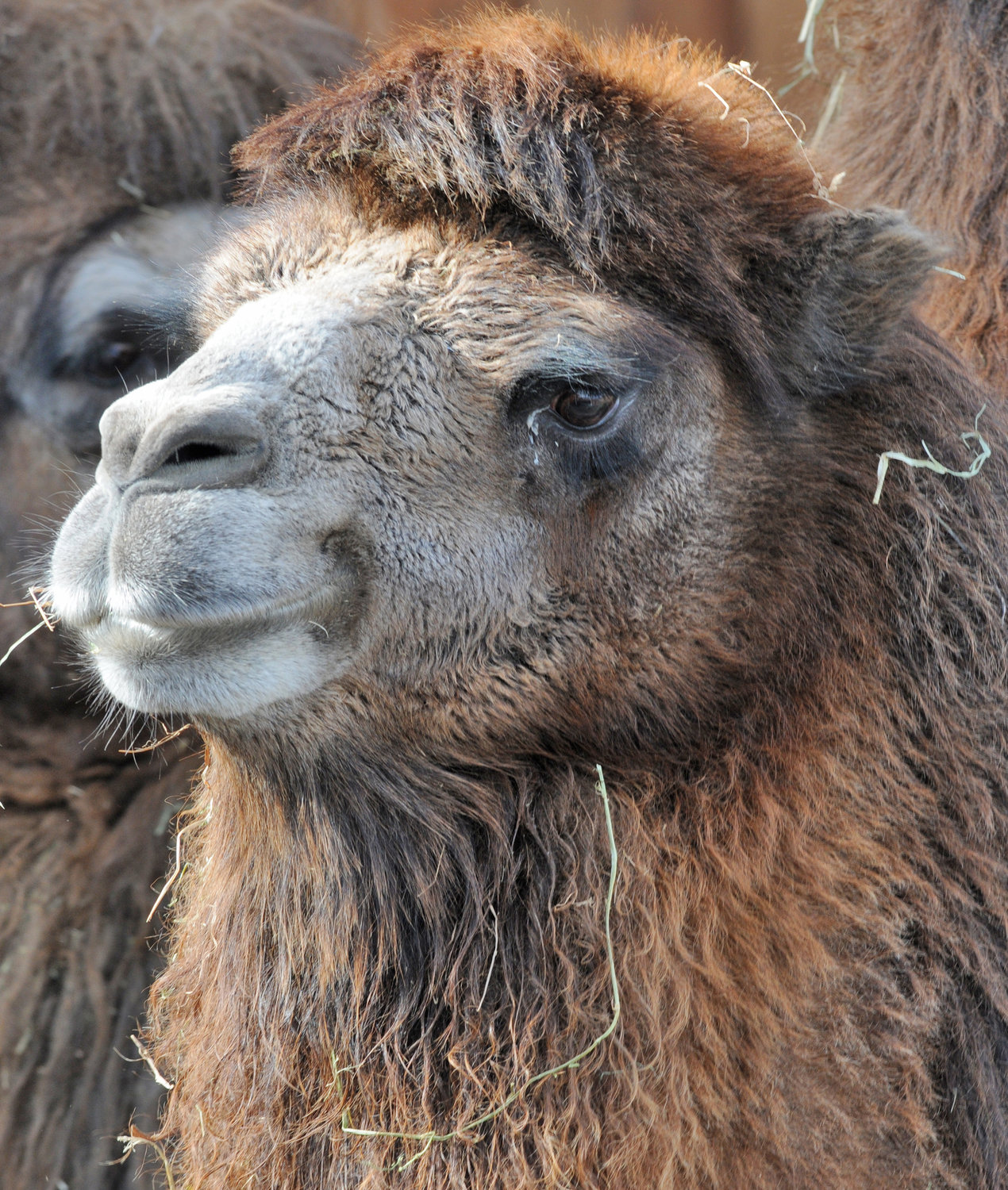 A Bactrian Camel on display at the Utica Zoo.