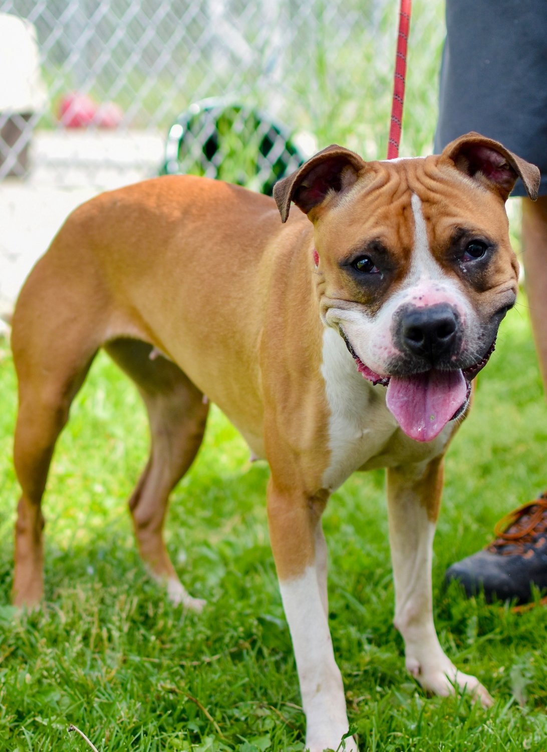 Meet Peggy! She is a 2-year-old pup looking for a new home. Peggy came in as a stray and no one came looking for her. She’s a friendly, wiggly pup who loves to play! Peggy did well when tested with other dogs. She didn’t do bad with cats, but she seems to want to chase them, so a cat-free home might be best for her. She is spayed, current on vaccines, and microchipped. Her adoption fee is $120.  Stop in to meet Peggy today or apply here to adopt: www.anitas-sshs.org/adopt/apply/Dog. Anita’s Stevens-Swan Humane Society, 5664 Horatio St., Utica, 315-738-4357, www.anitas-sshs.org.