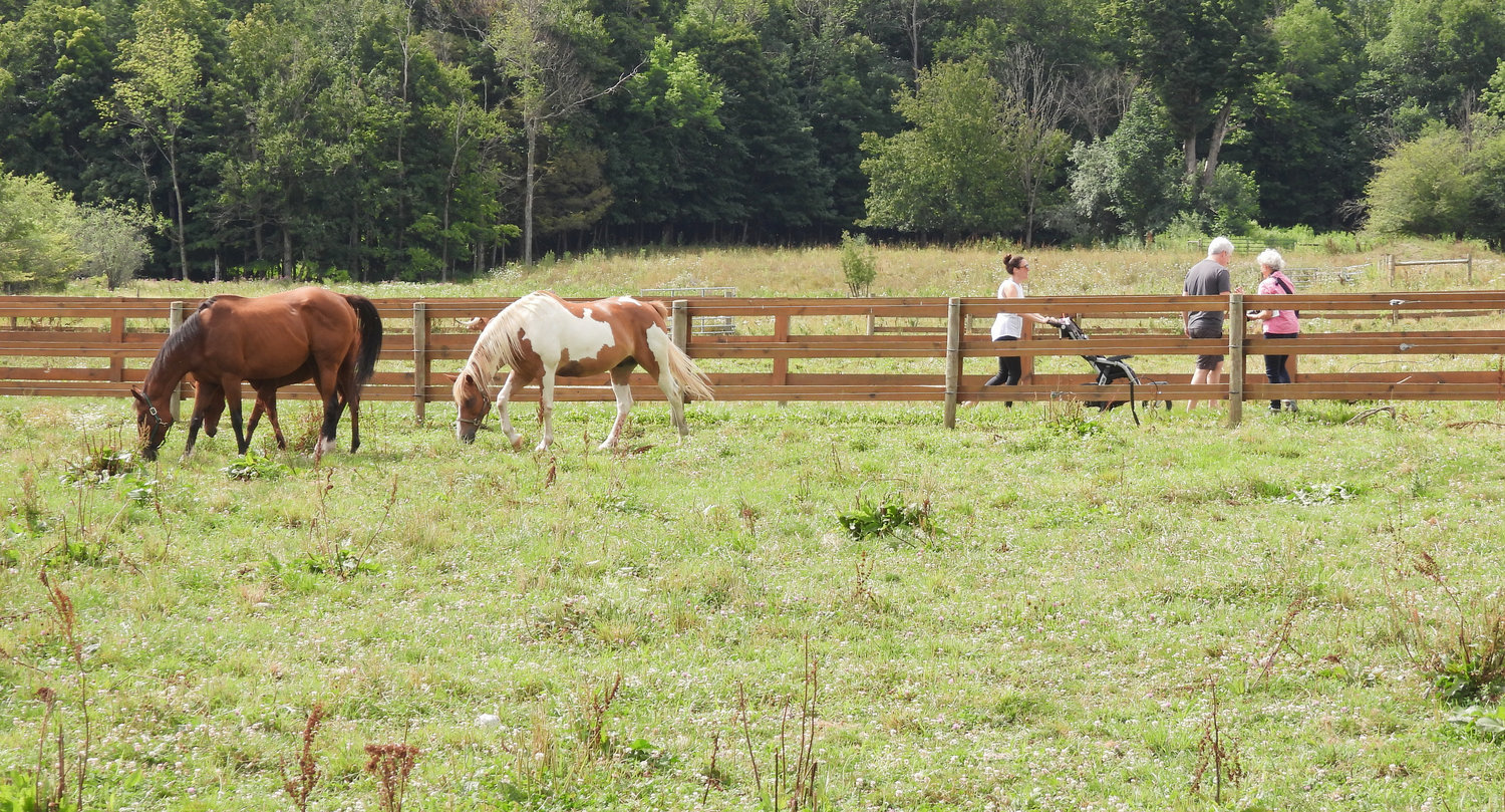 A couple horses graze and enjoy the summer sun at Albanese Longhorns in Cazenovia. Open Farm Day on Saturday, July 30 saw people from all over visiting their local farms and seeing firsthand what they offer to the community.