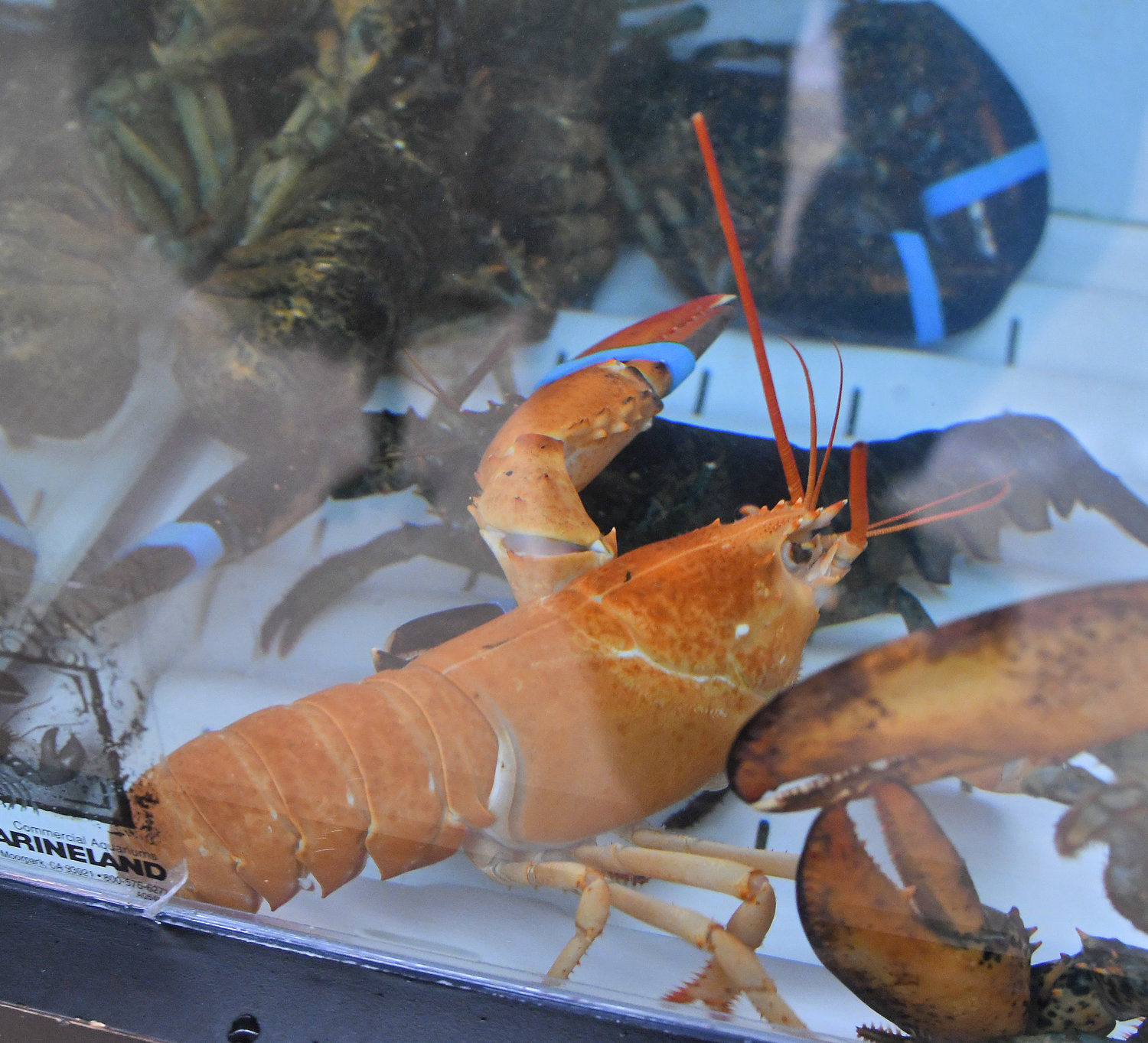 Cheeto the lobster with some of the other lobster in the Tops Friendly Market in Manlius tank Wednesday, Aug. 3, 2022.
