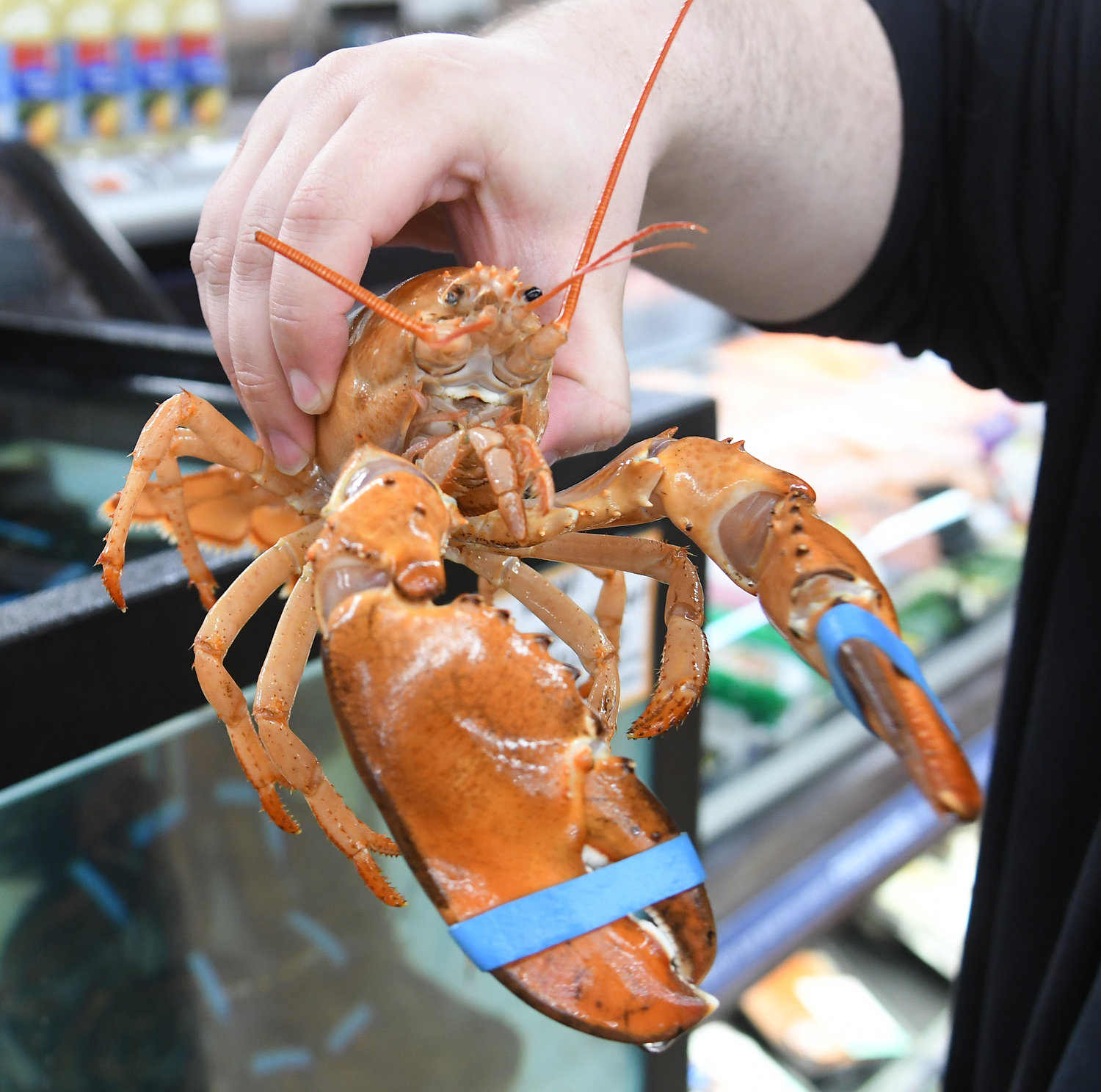 Cheeto will have a long life on display at Fort Rickey later this week or next. Cheeto is held by Tops Friendly Market seafood captain/manager Kaleb Collins Wednesday morning.