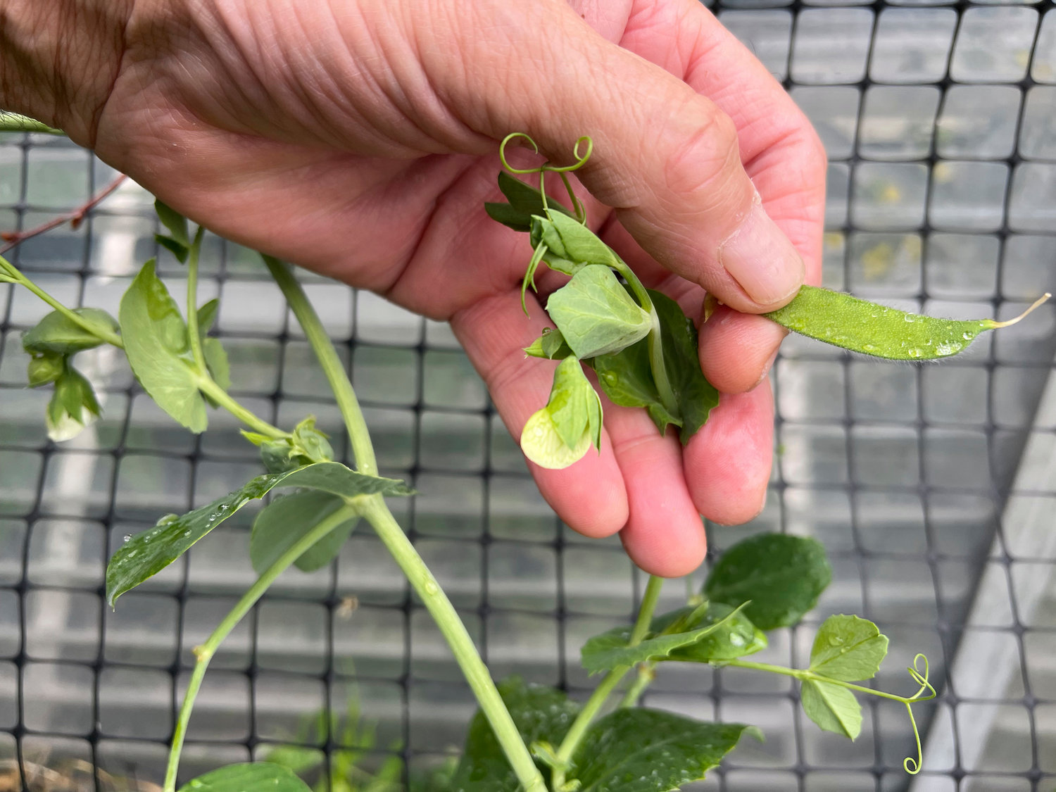 A snap pea pod plant in Anchorage, Alaska. Taking snap peas before they develop peas in the pod will keep the plant flowering and producing.