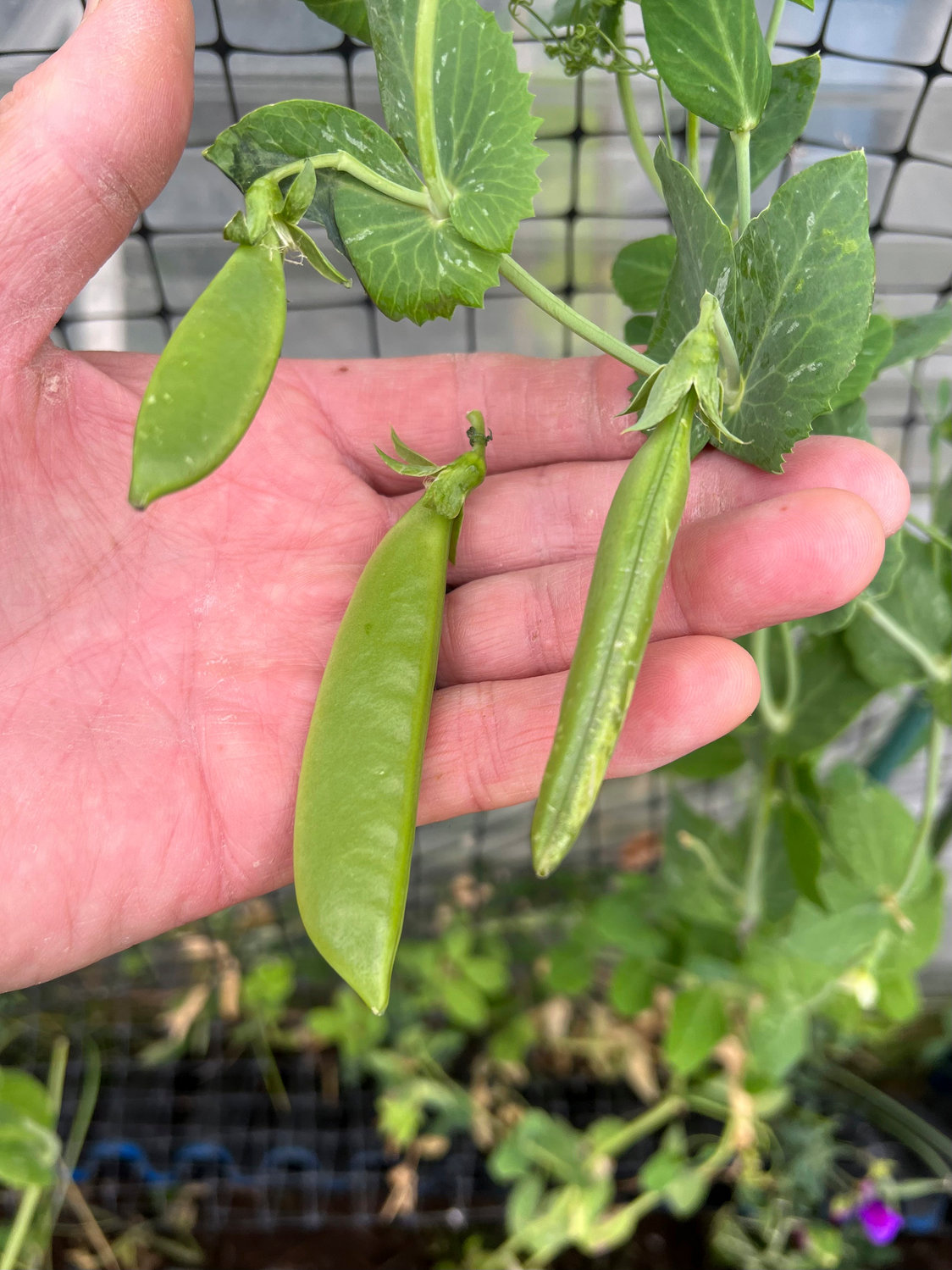 A snap pea pod with maturing peas that may prevent new flowers.
