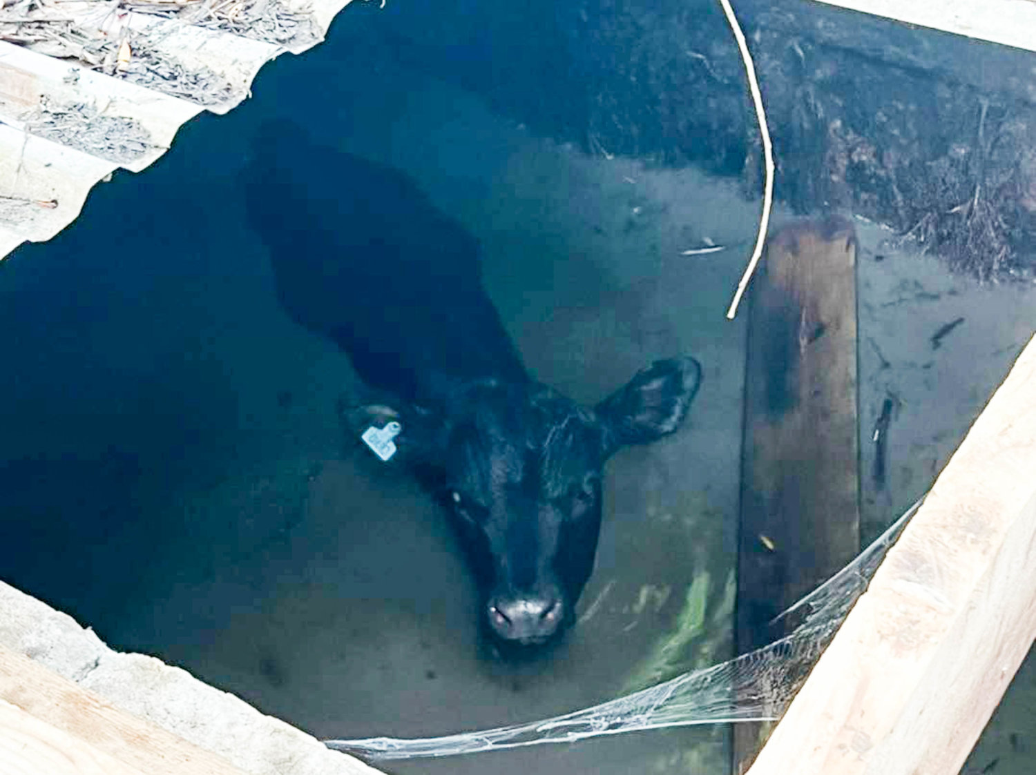 A young calf keeps its head above water after accidentally falling into a spring box on a farm in Western Saturday morning. The Western Fire Department responded and pulled the animal out without injury.