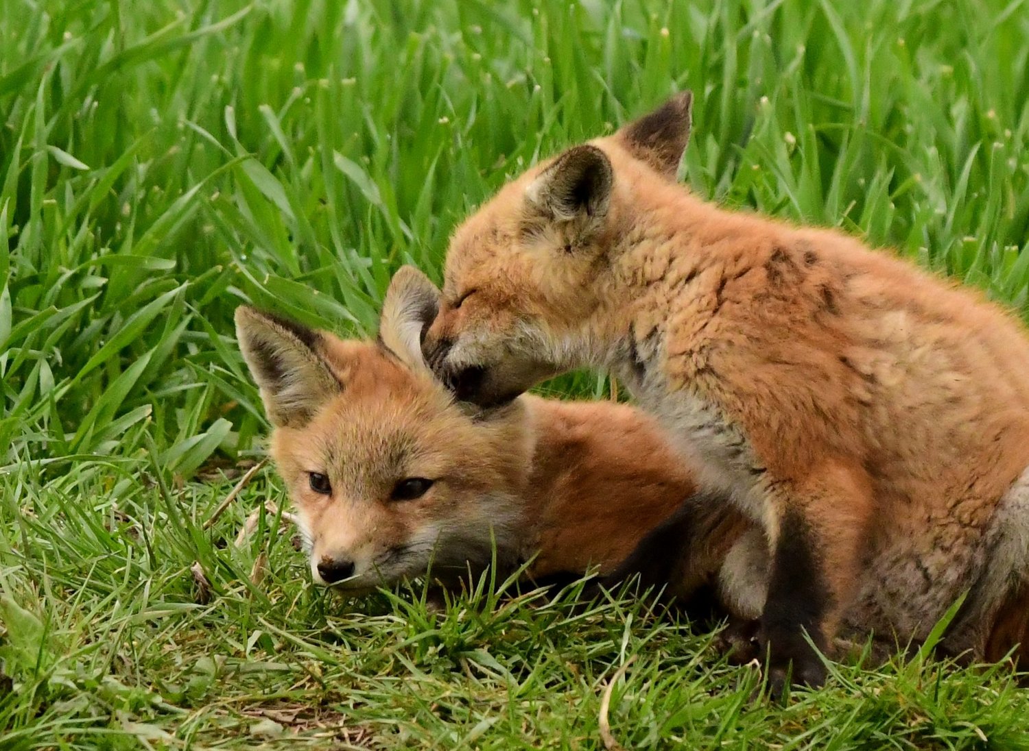 Fox kits, photographed by Sue Kiesel.