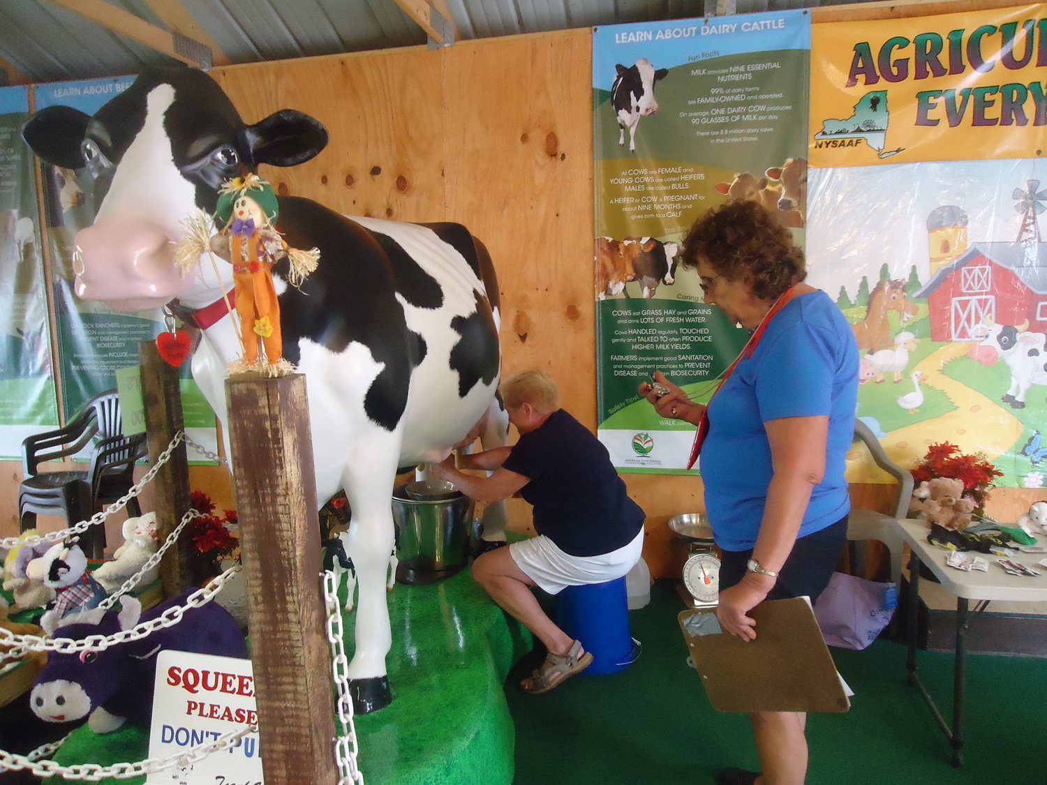 Fairgoers can get an idea of what it’s like to milk a cow by hand - and how quickly they can manage the task - at the Herkimer County Fair. They can be assured that this is one cow that will stand still, even for the most inexperienced milker.