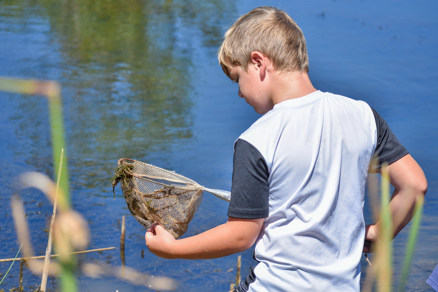 Paxton Sullivan, 7, checks his net for any interesting finds.