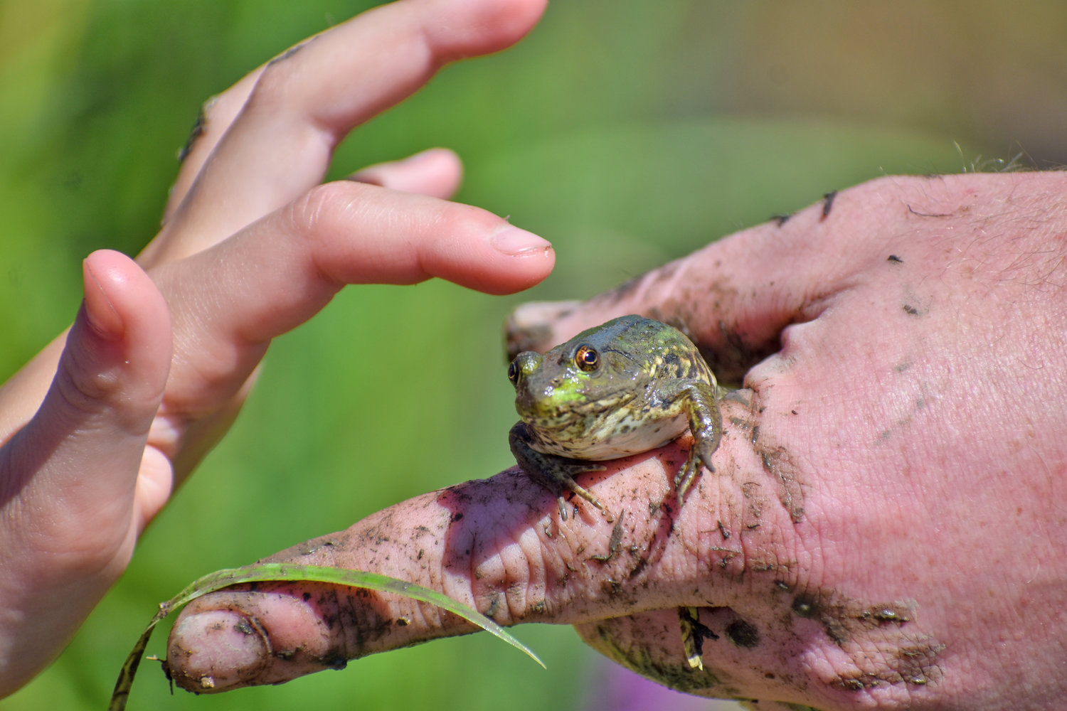 A frog was caught right away — not many children wanted to hold it, but a few were willing to give it a pat on the head.