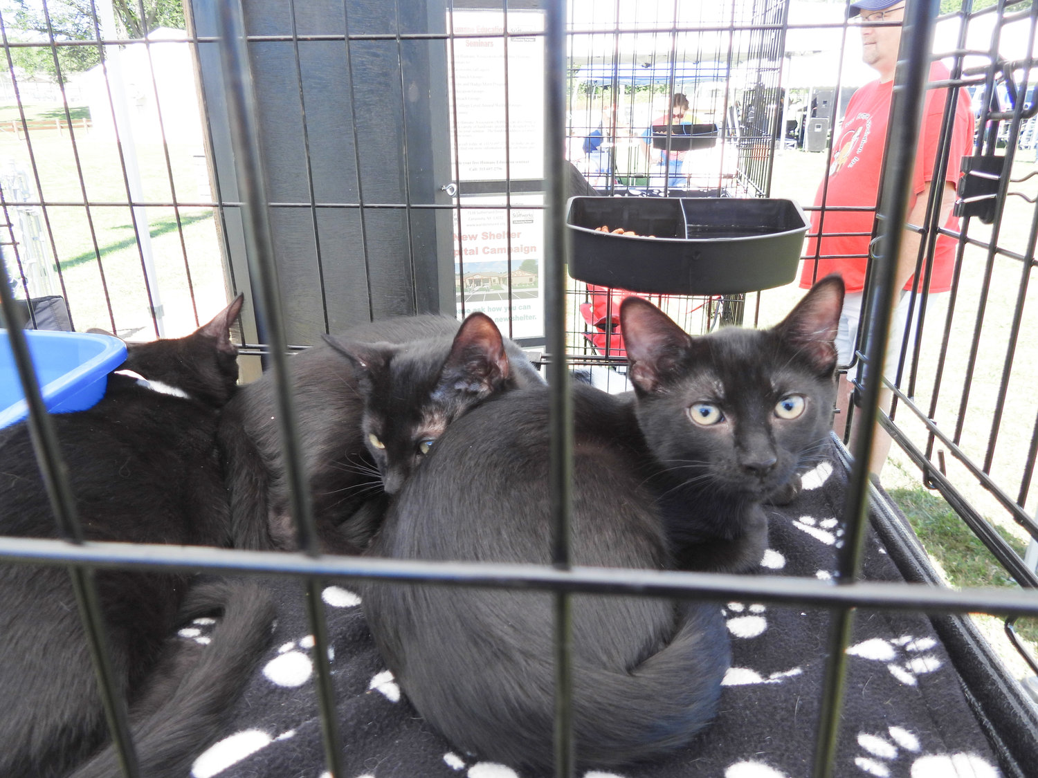 Three three-month-old kittens are up for adoption at Wanderers' Rest Human Association: Coal, Poppy, and Lunar. The three little kittens got a nap in while at Wanderers' Rest's 2022 Woofstock fundraiser on Saturday, Aug. 13.