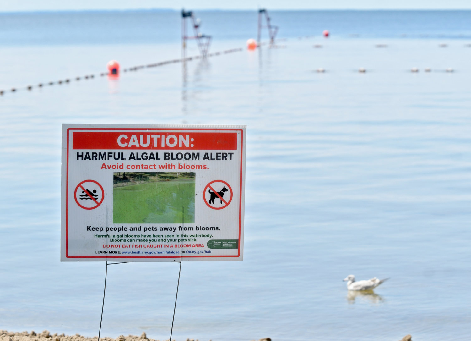 On Tuesday, Aug. 16, 2022, officials declared Verona Beach State Park closed due to the presence of harmful algal blooms.