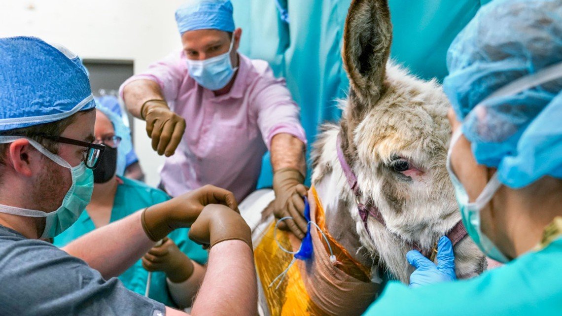 Veterinarians at Cornell prepare miniature donkey Nix for her pacemaker surgery.