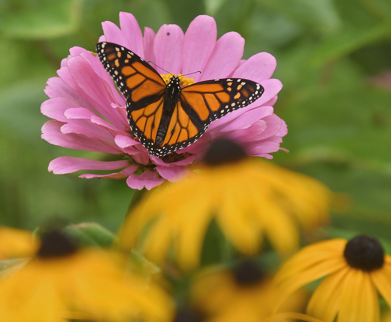 One of the 12 Monarch butterflies that have a new home in the Butterfly House at Cornell Cooperative Extension in Oriskany found a spot on a pink zinnia.