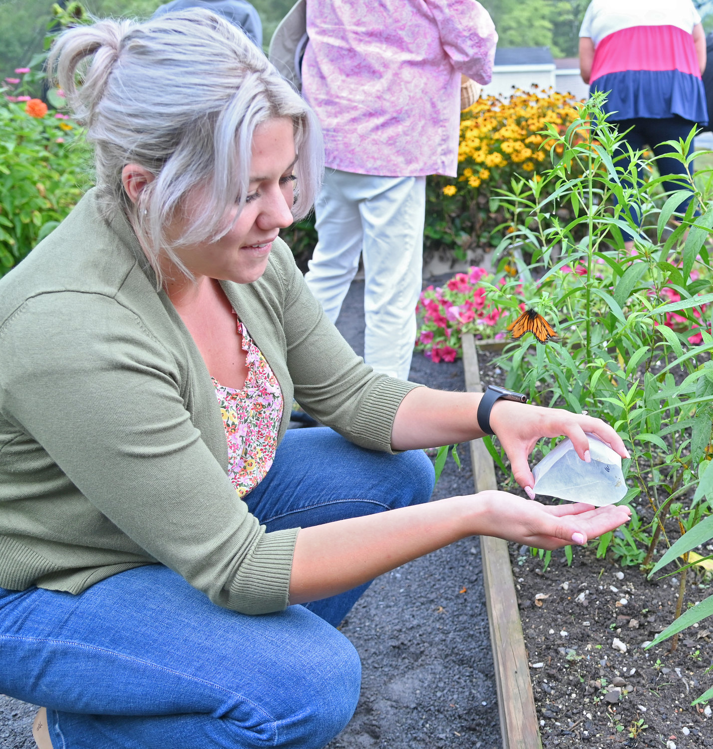 Cornell Cooperative Extension’s Alex Harrington releases one of the 12 Monarch butterflies that have a new home in the Butterfly House at the facility in Oriskany.