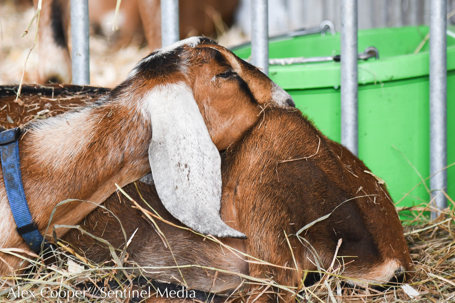 A goat takes a nap on top of another goat on Thursday at the Herkimer County Fair in Frankfort.